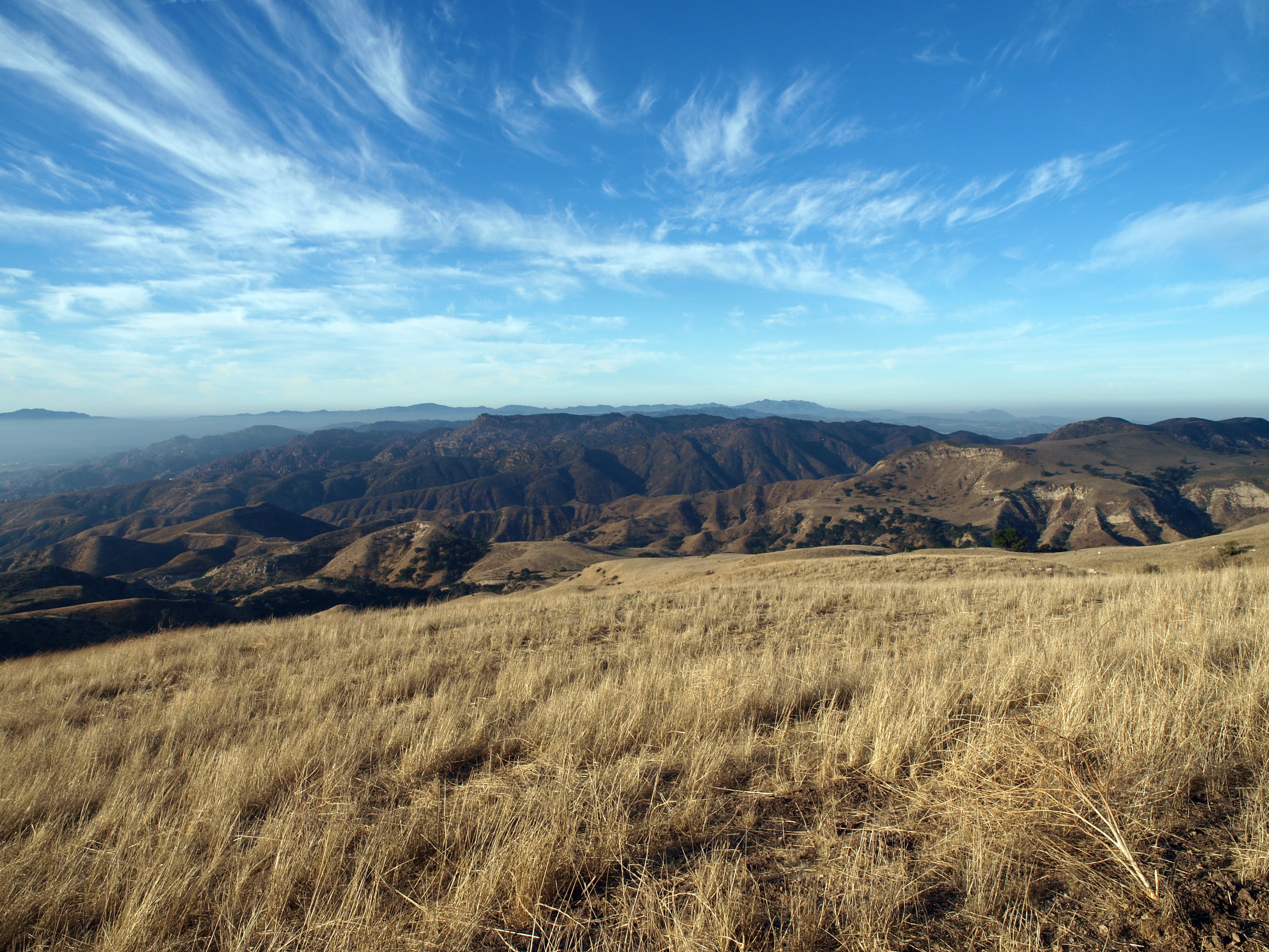 California grassland
